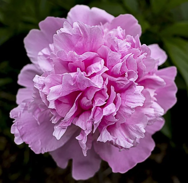 Close-up of a pink peony flower in full bloom with ruffled petals and green foliage in background.