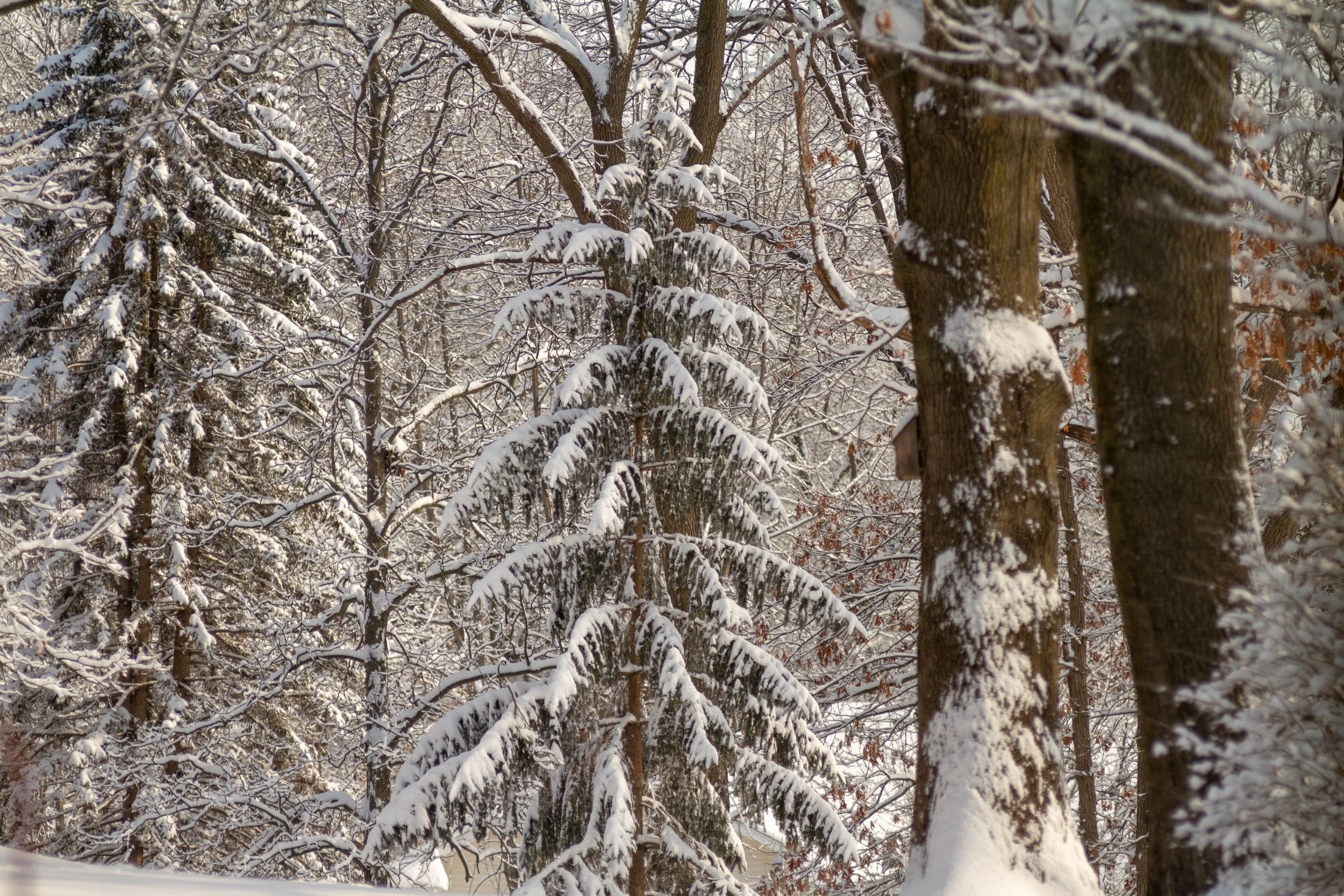 Snow-covered trees in a winter forest with branches laden with snow.