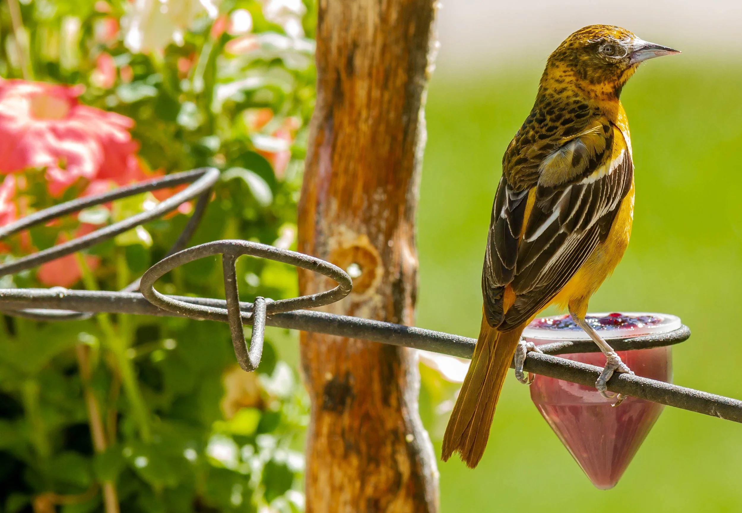 A yellow and brown bird perched on a metal wire above a red hummingbird feeder with pink liquid, with greenery and pink flowers in the background.
