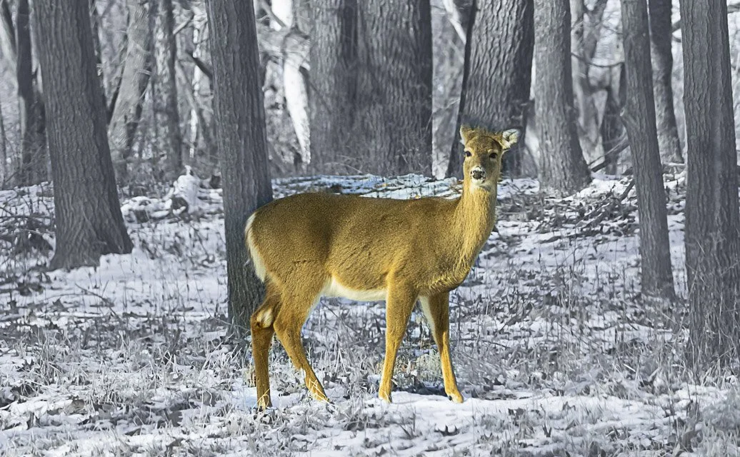 A deer standing in a snowy forest with tall trees