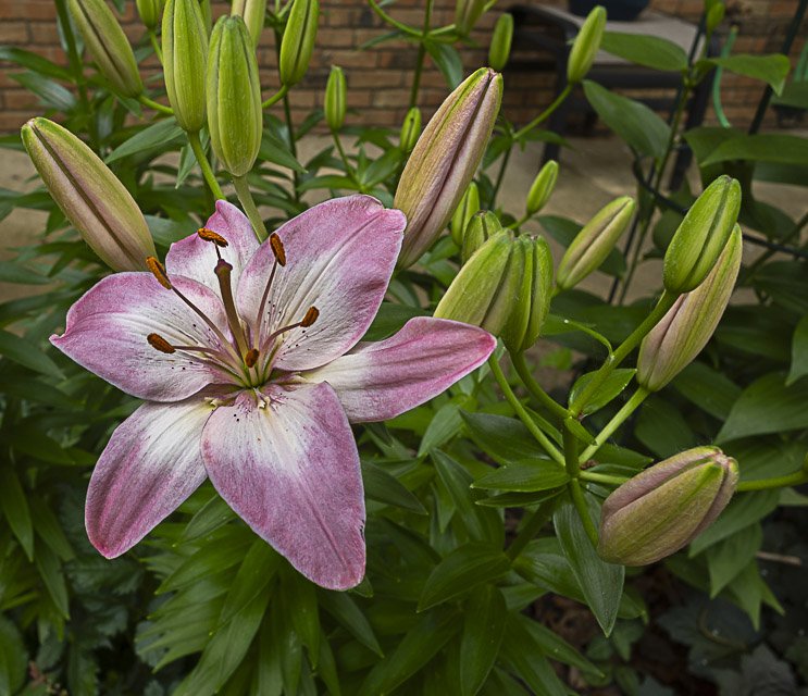 A pink and white lily flower in full bloom surrounded by unopened buds and green foliage, with a brick wall and outdoor furniture in the background.
