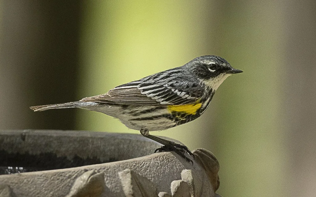 A small bird with black, white, and yellow coloring perched on the edge of a birdbath or similar object.