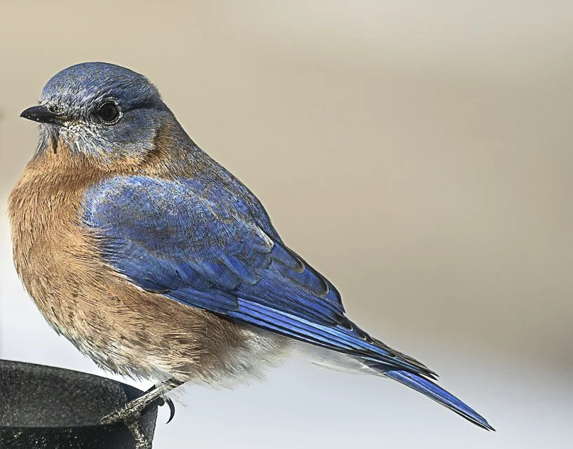 A small bird with blue and brown feathers perched on a surface, facing left.