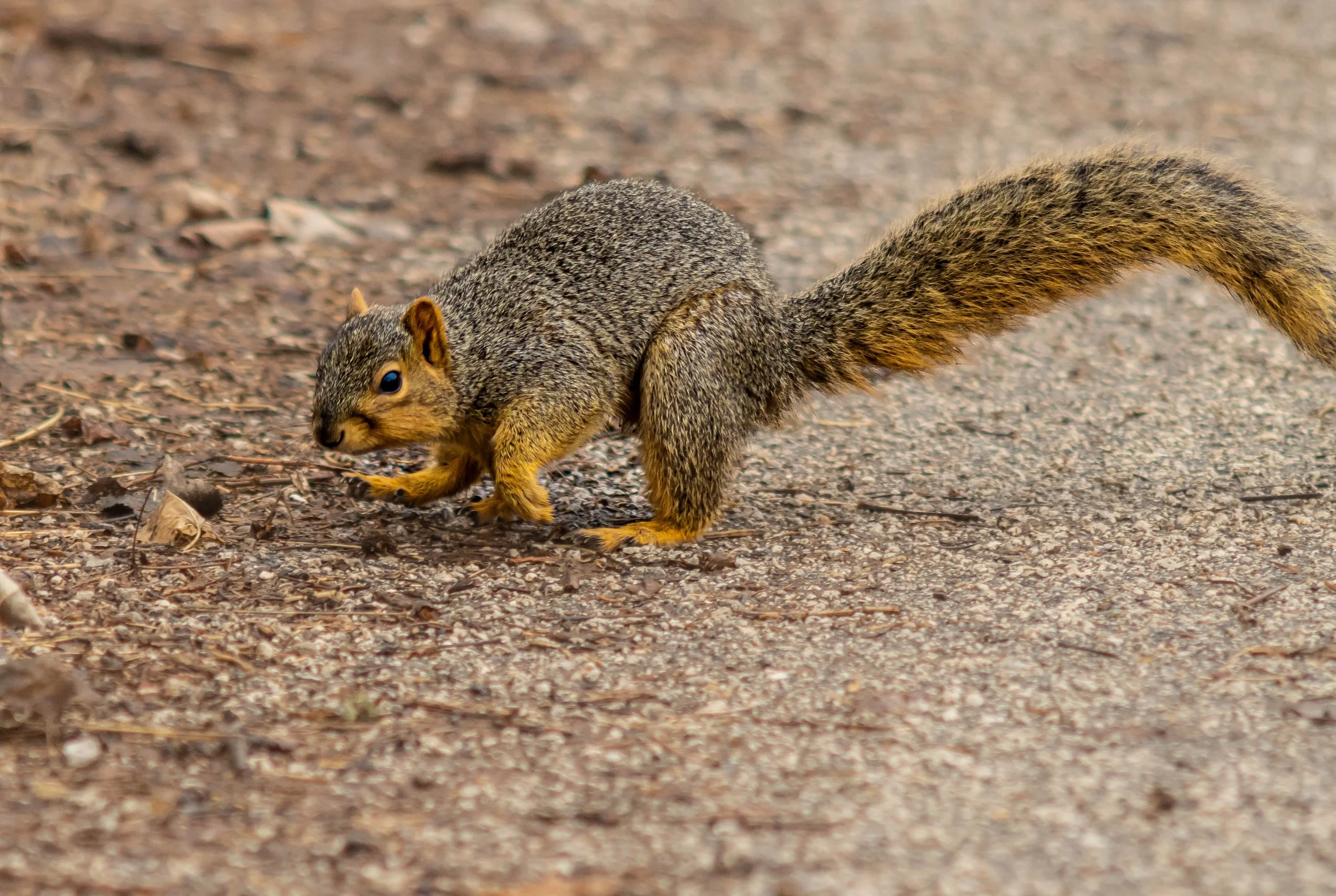 A squirrel on a dirt path holding a nut in its paws, with a bushy tail extended behind it.