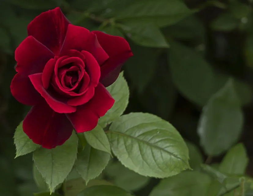 Close-up of a red rose with green leaves in background.
