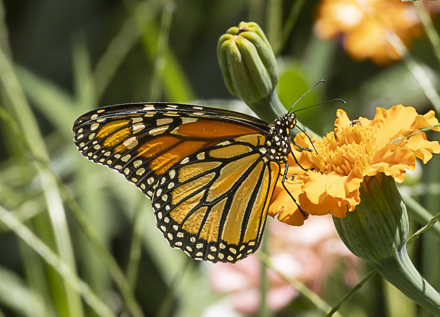 A monarch butterfly on an orange marigold flower in a garden with green leaves and flower buds.