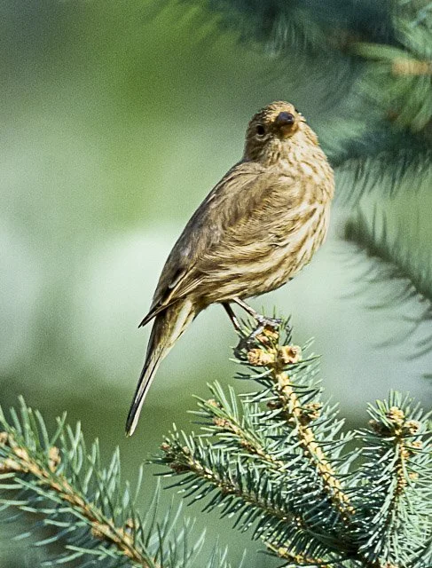 A small brown bird perched on a branch of a pine tree.