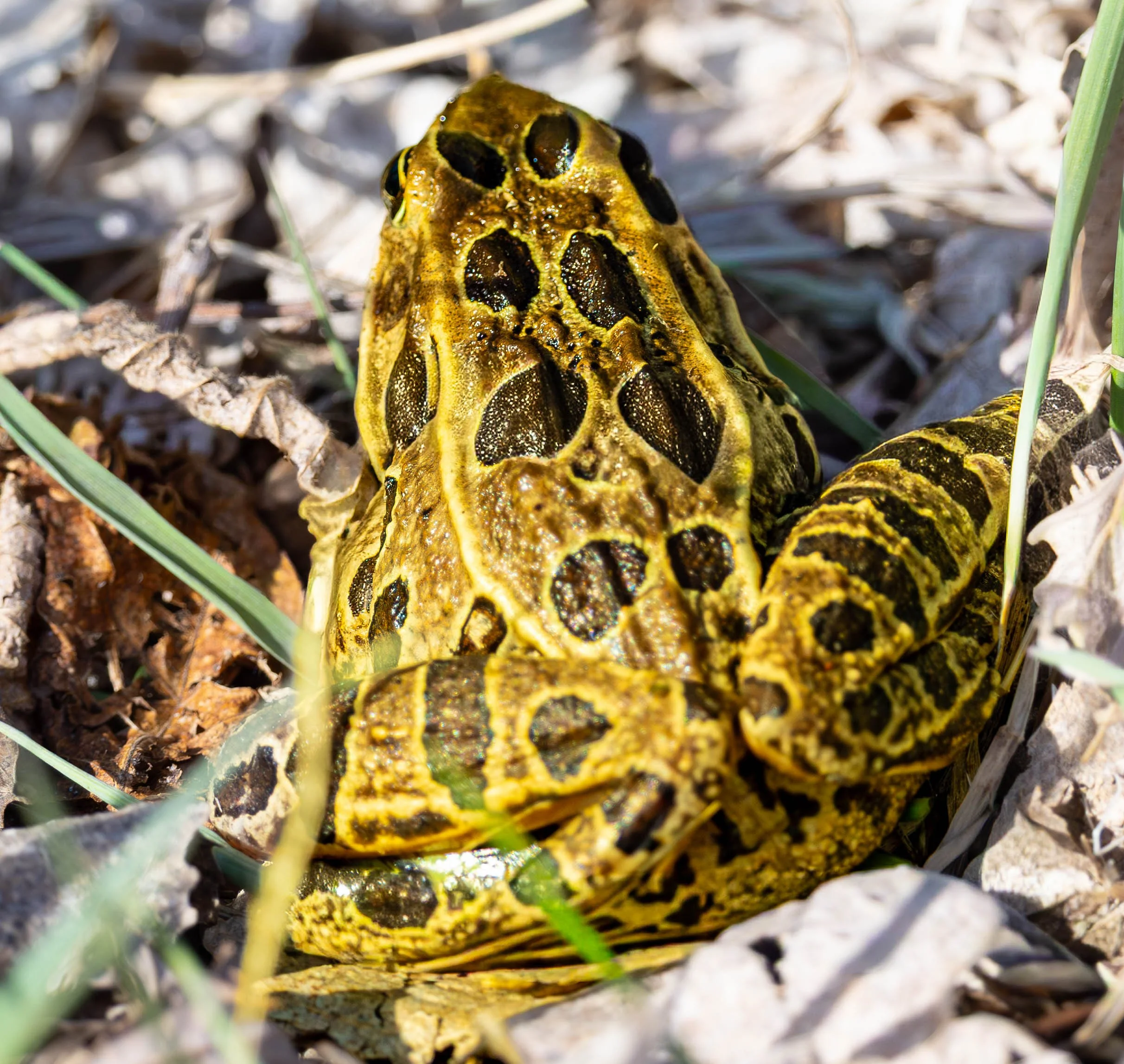 Close-up of a yellow and black patterned toad on dry grass and leaves.