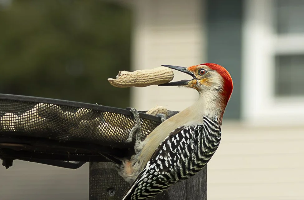 A woodpecker with red markings on its head and black and white striped wings, holding a peanut in its beak, perched on a bird feeder.