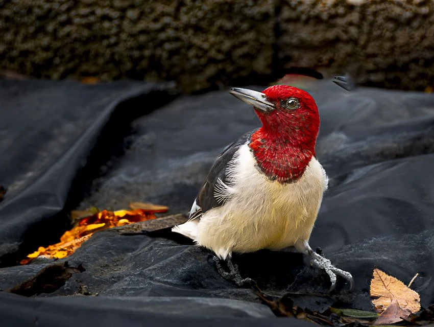 A woodpecker with a red head and black and white body standing on black plastic sheeting with fallen autumn leaves.