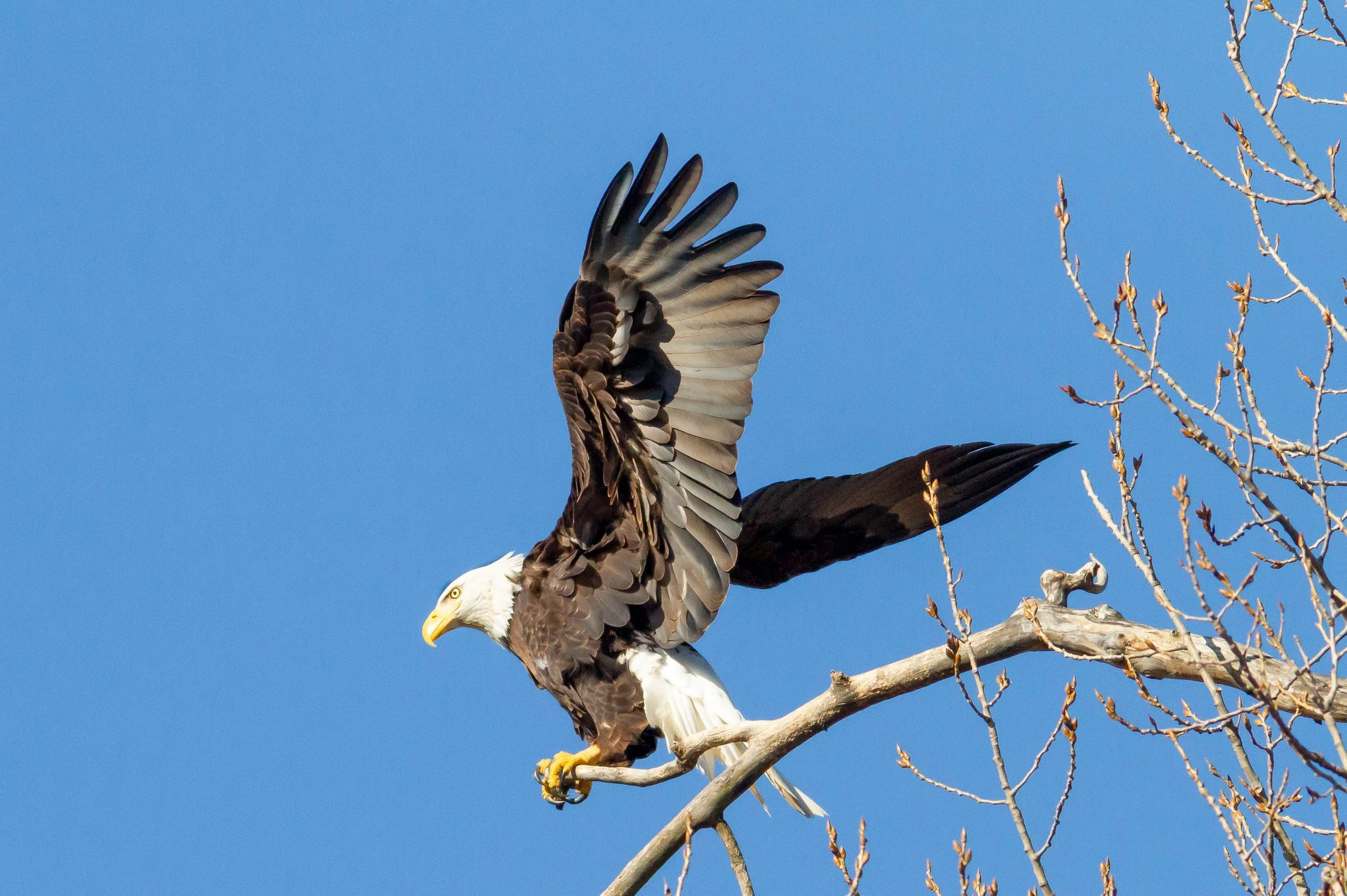 A bald eagle perched on a tree branch with one wing partially extended against a blue sky.