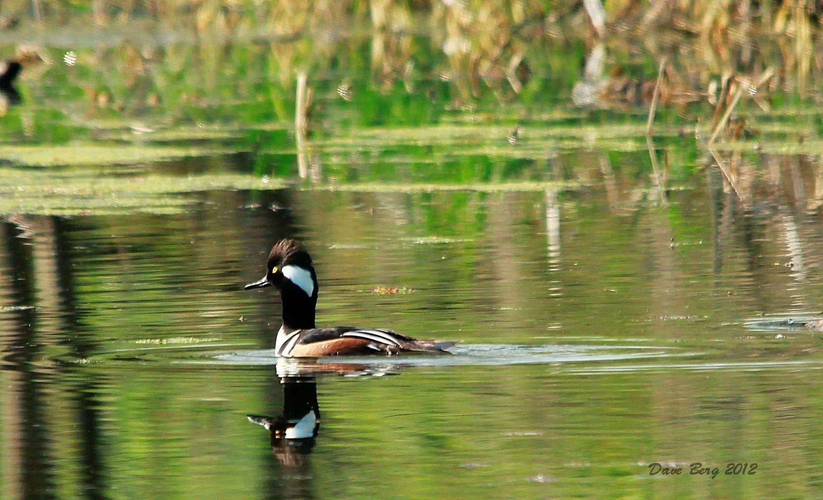 A male Hooded Merganser duck swimming in a calm body of water, with green reeds and vegetation in the background.