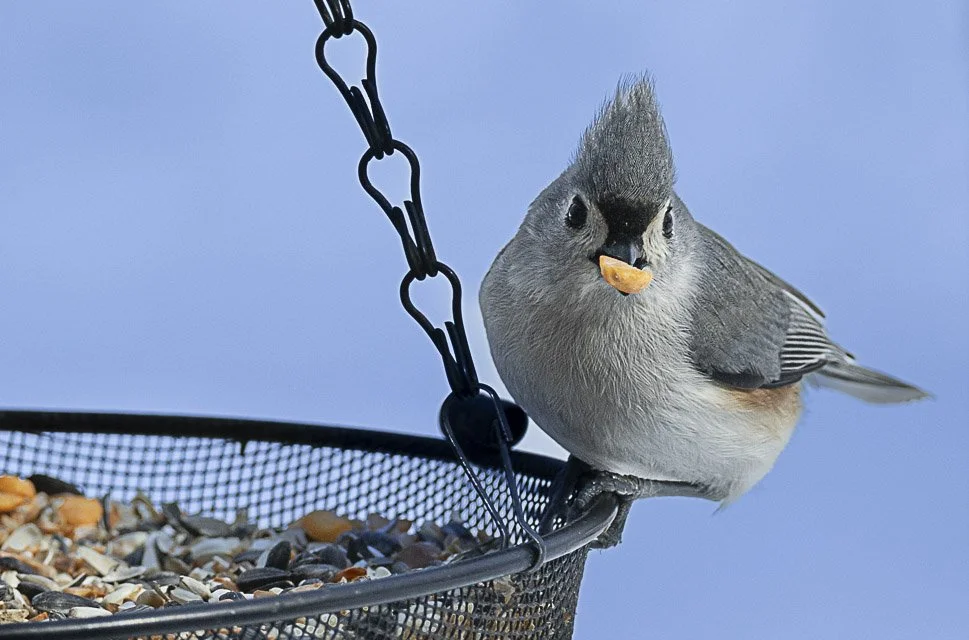 A cardinal bird with grey feathers and a crest on its head sitting on the edge of a bird feeder, holding a sunflower seed in its beak, with a blue sky background.