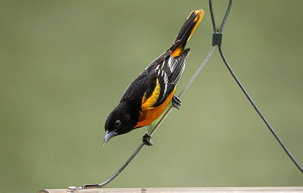 A bird with black, orange, and yellow feathers perched on a wire against a blurred green background.