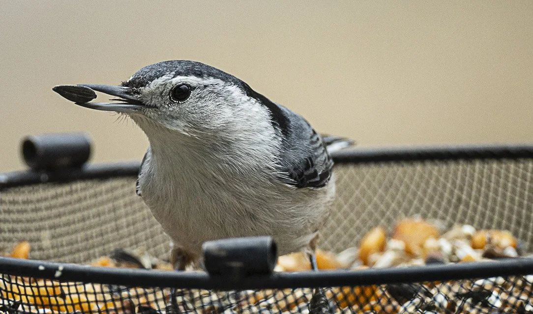 Close-up of a bird with a seed in its beak, perched on a mesh food tray filled with seeds and nuts.