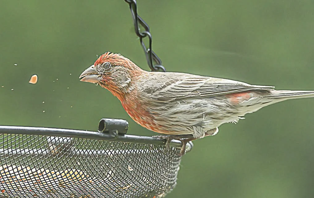 A bird perched on the edge of a bird feeder, with a blurred green background.
