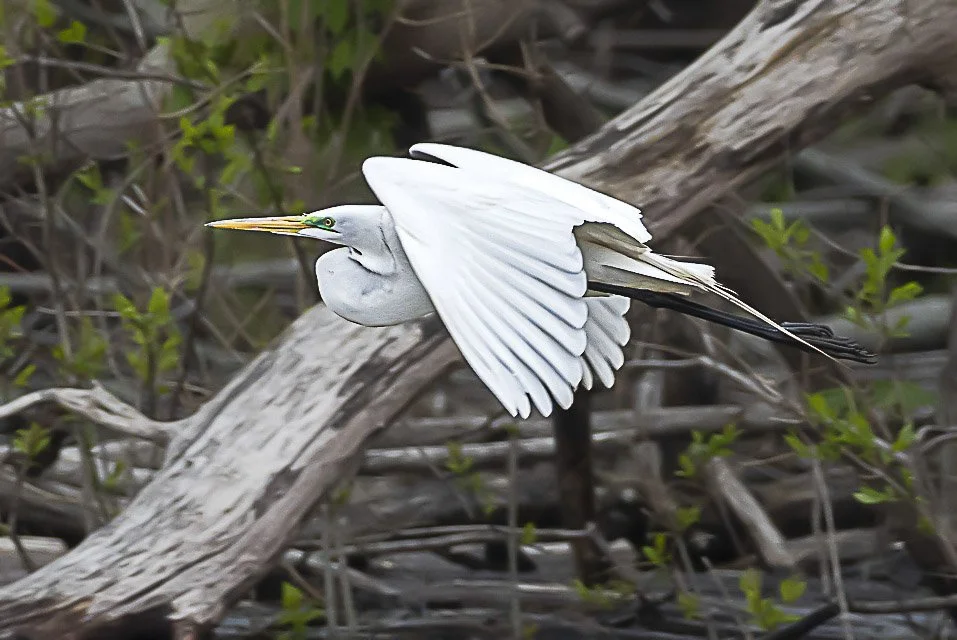 A white heron in flight above a waterlogged area with branches and green plants.