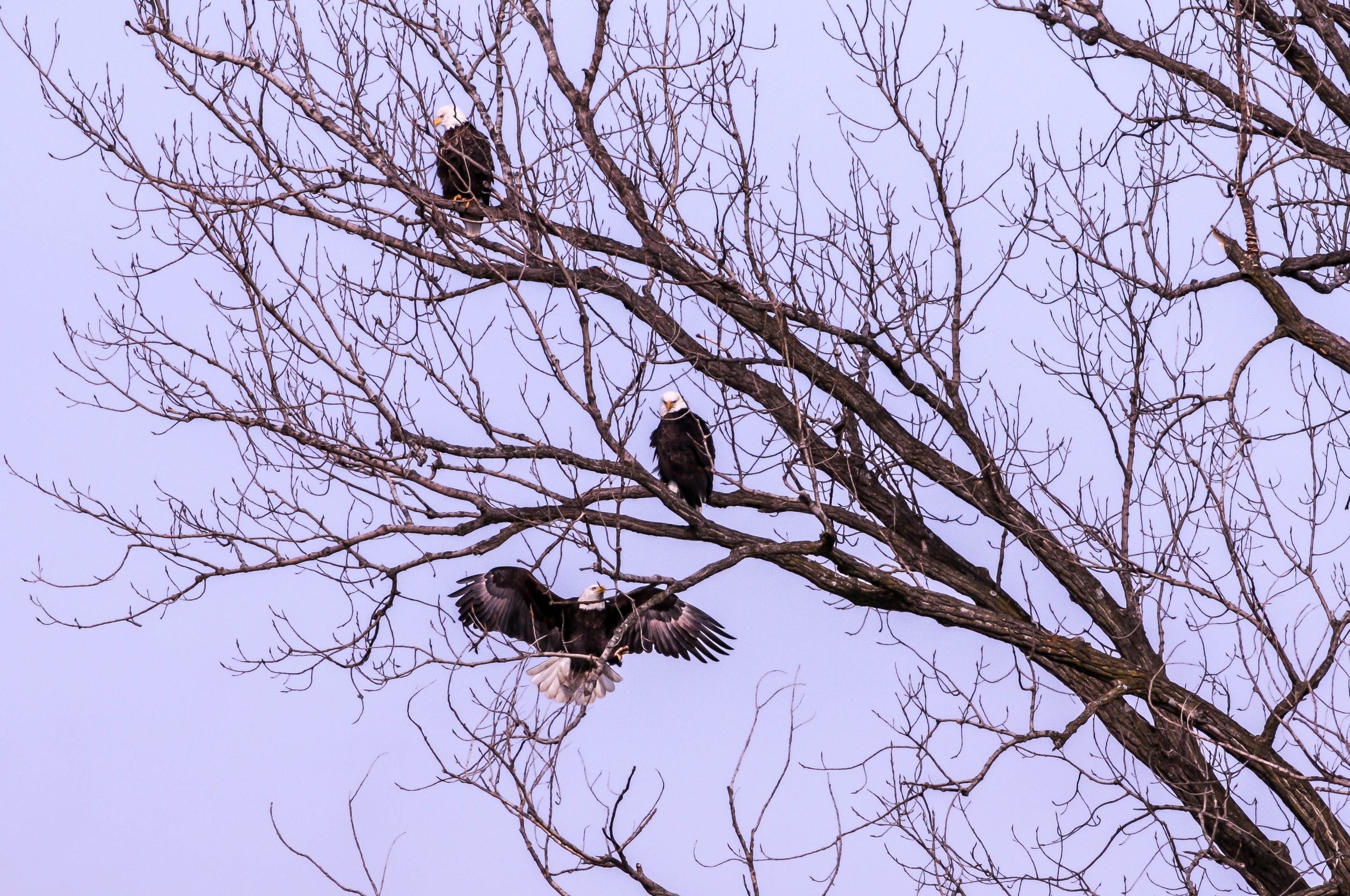 Three bald eagles perched on leafless tree branches against a pale sky, with one eagle spreading its wings.