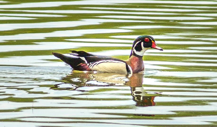 A wood duck swimming in a body of water with ripples.