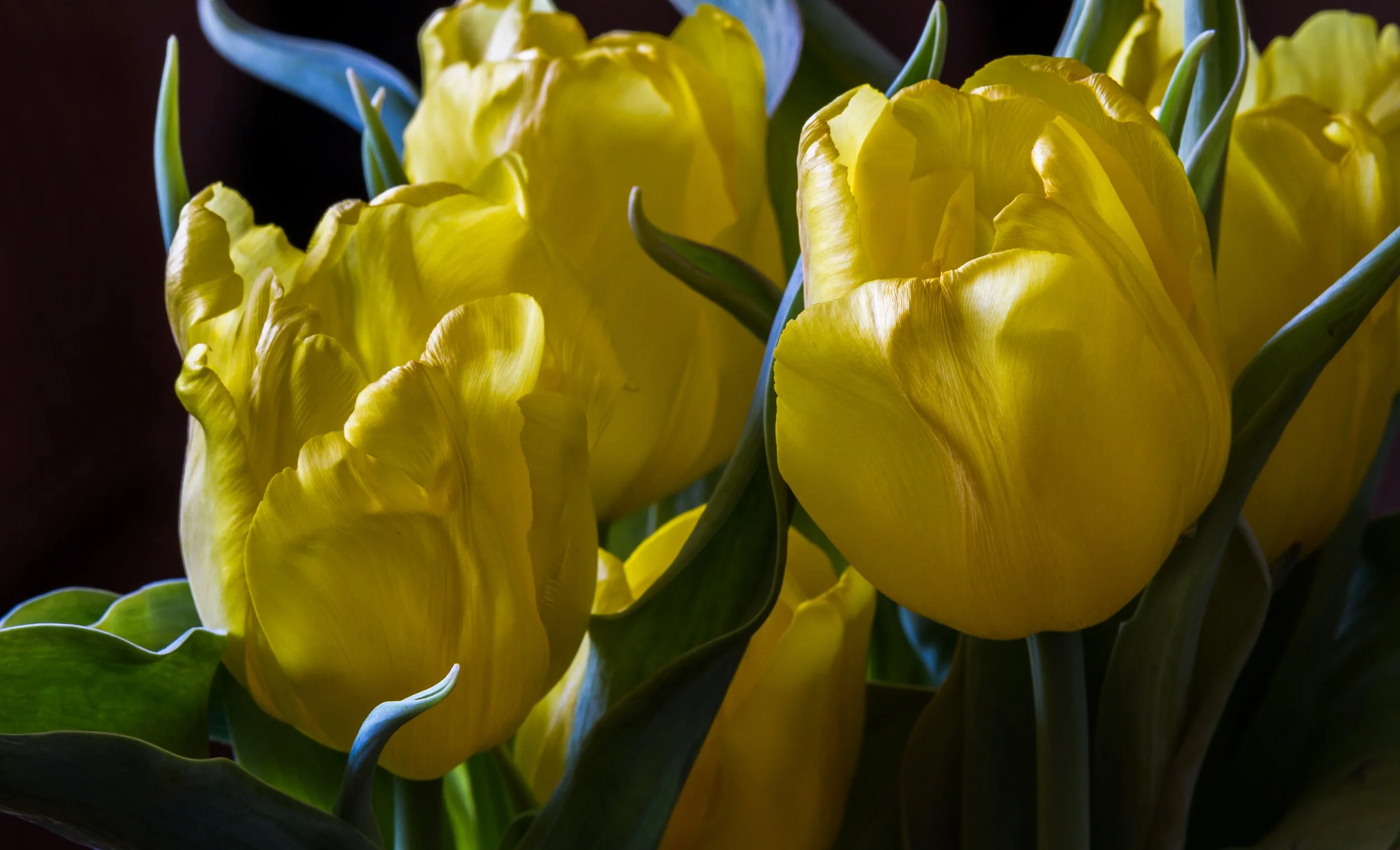 Close-up of yellow tulips with green leaves and dark background.