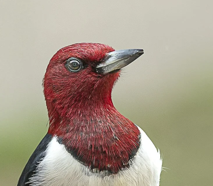 Close-up of a bird with red head and neck, black back, and white underbelly, facing slightly right.