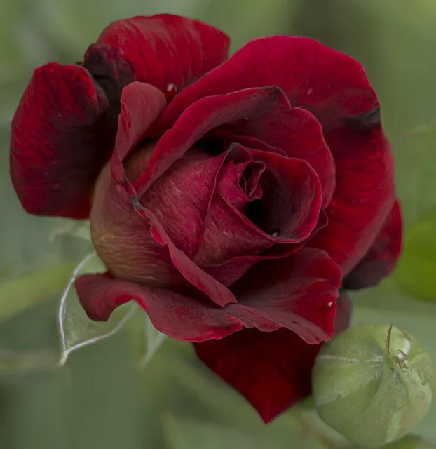 Close-up of a red rose and a green bud on a plant.