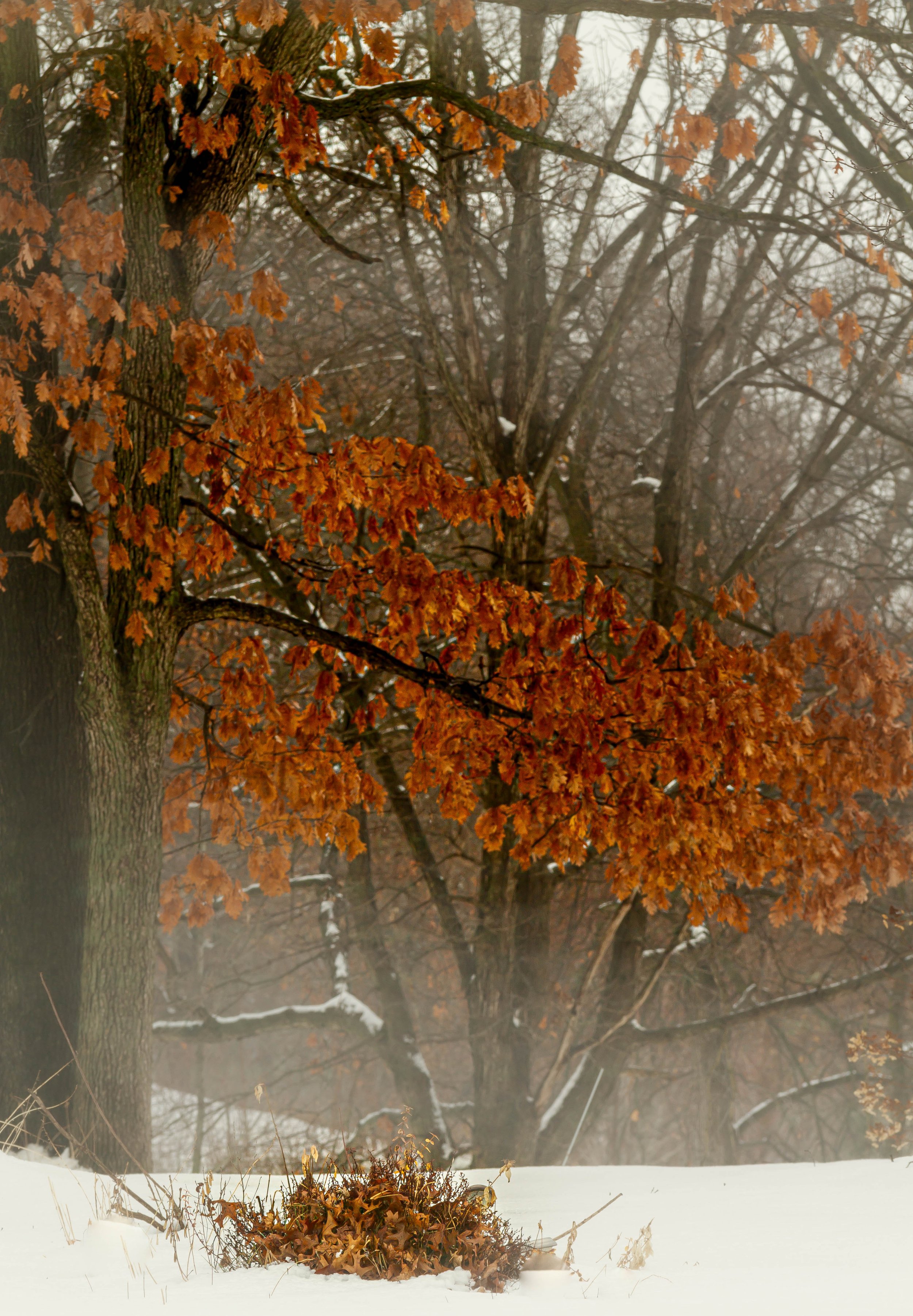 A tree with brown and orange autumn leaves in a snowy landscape with a foggy background.
