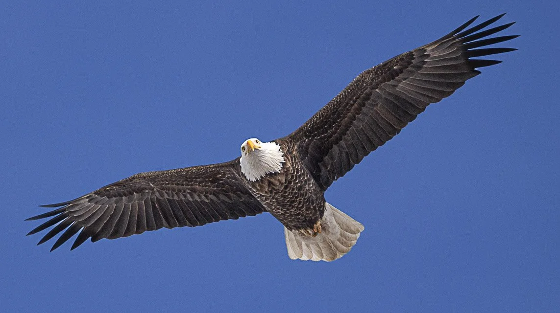 Bald eagle flying against a clear blue sky.