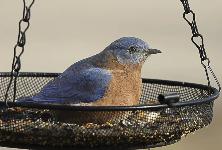 A blue and brown bird sitting in a black hanging mesh feeder filled with mixed seeds.