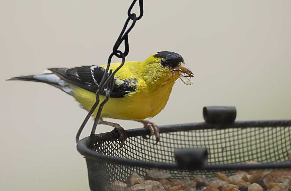 A yellow and black bird perched on a mesh bird feeder with a seed in its beak.