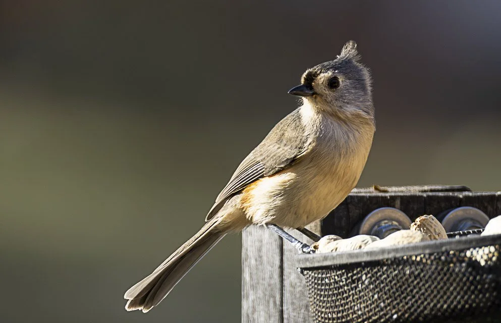 A small bird perched on the edge of a feeder filled with nuts.