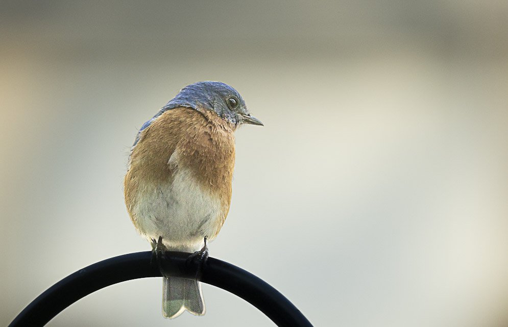 A small bird with brown and blue feathers perched on a black metal rod.