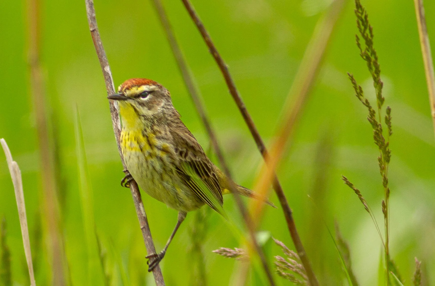 Small bird with yellow and brown streaked plumage perched on a thin branch amidst green grass and plants.
