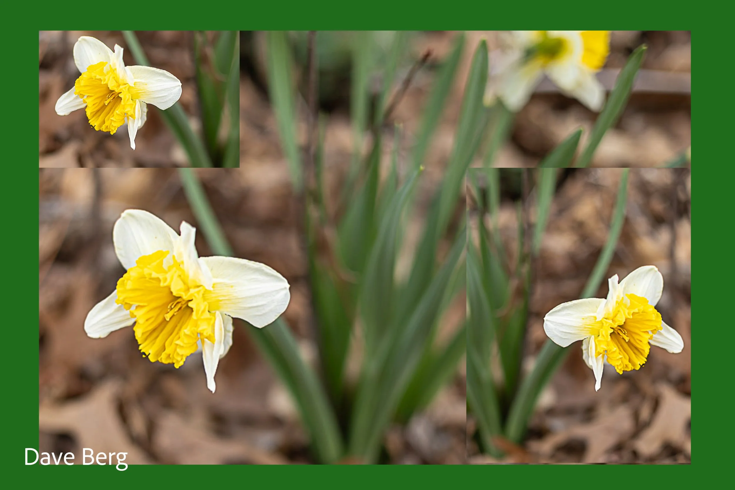 Multiple daffodil flowers with white petals and yellow centers in a garden.