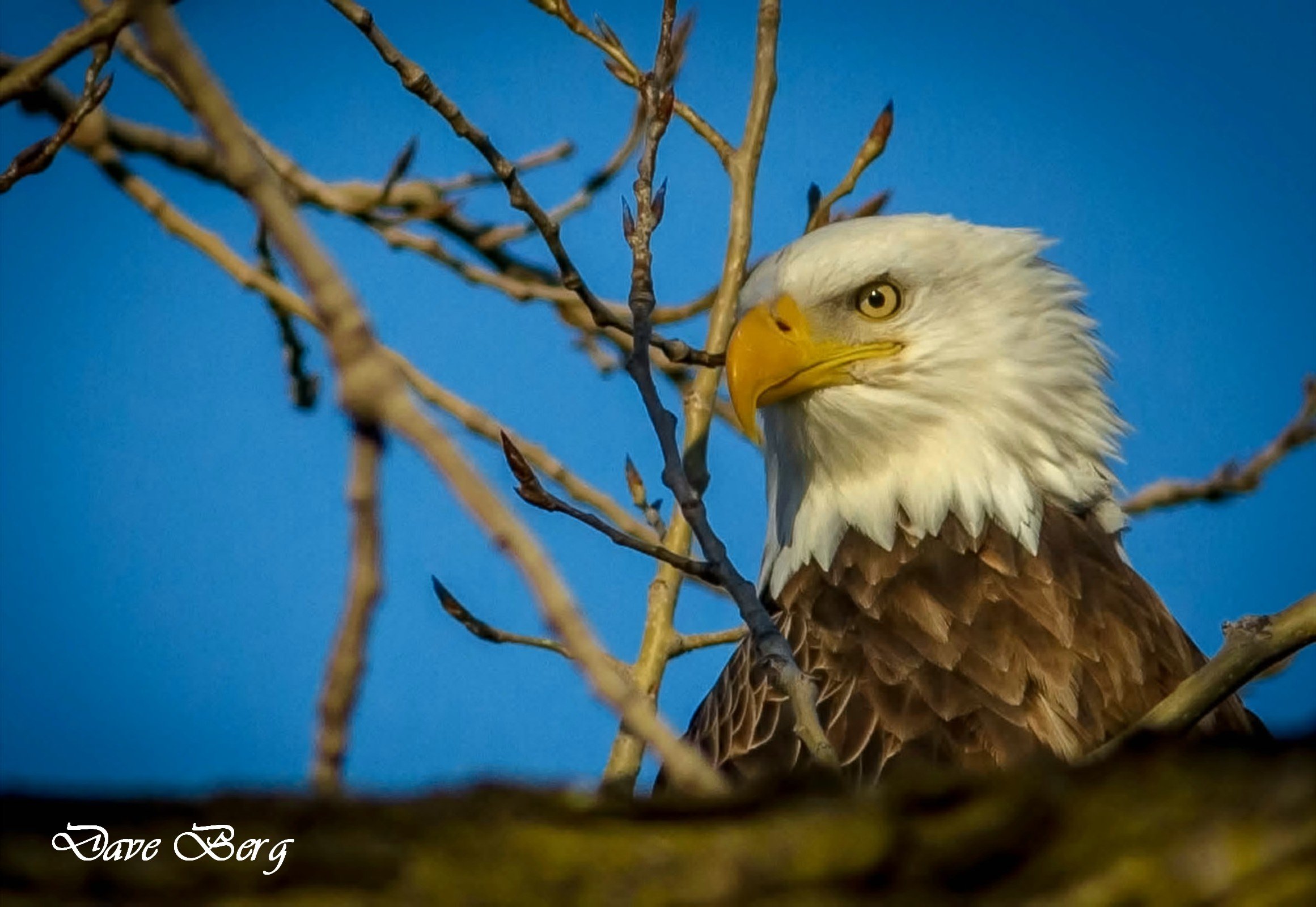 Close-up of a bald eagle perched on a tree branch against a blue sky background.