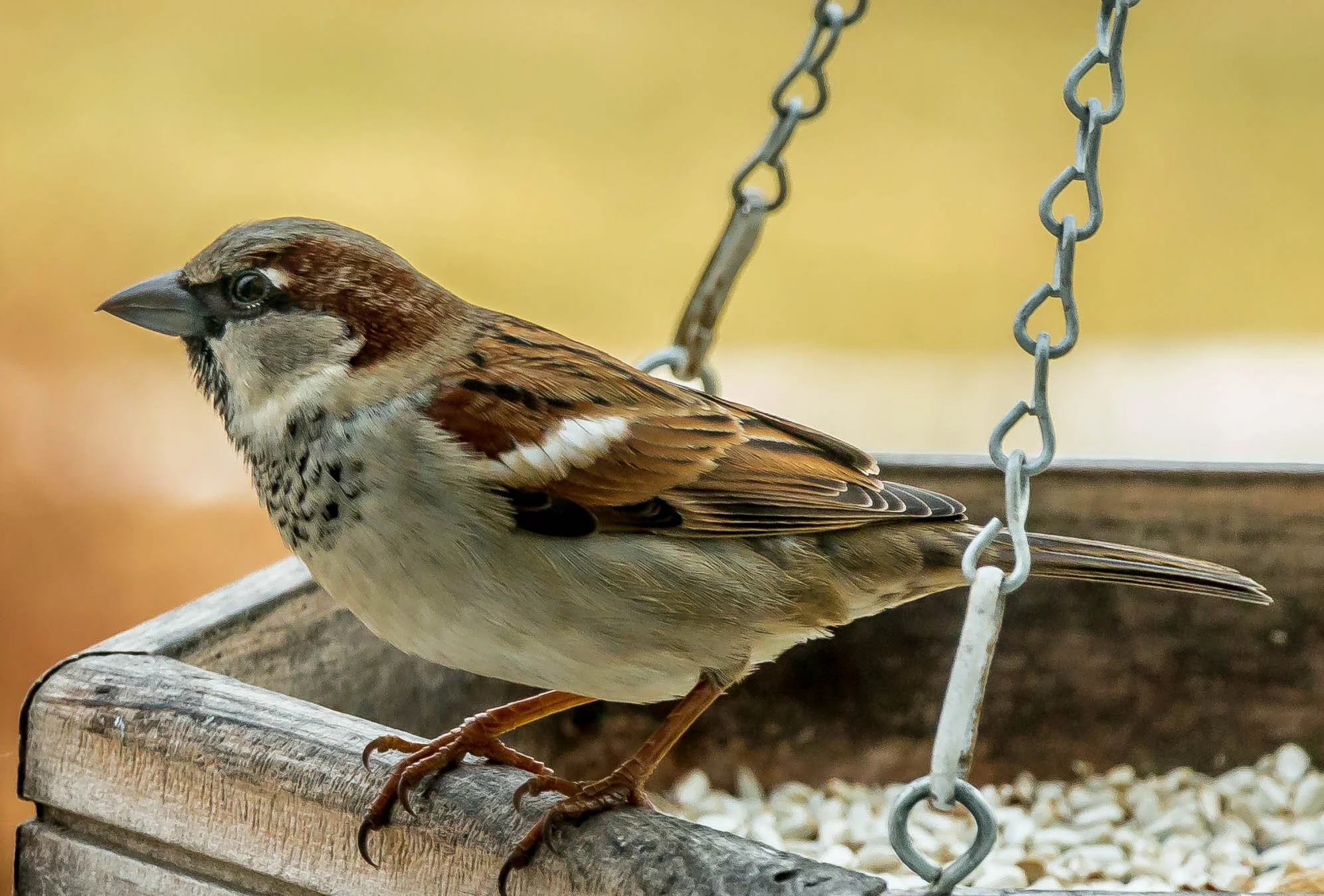 Close-up of a sparrow perched on the edge of a bird feeder, with chains hanging in the background.
