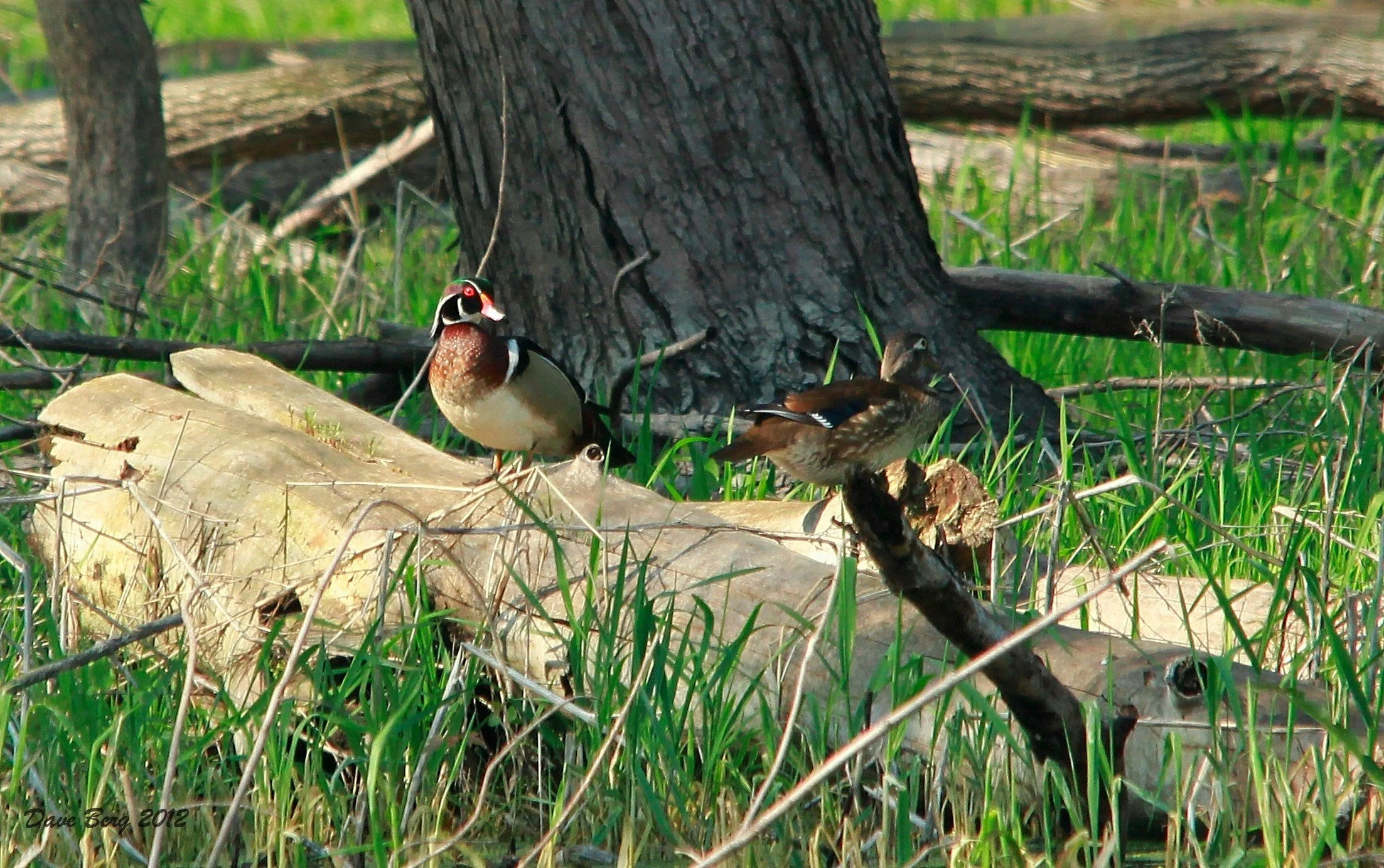 A wood duck and a mallard sitting on a fallen log near a tree in a grassy area.