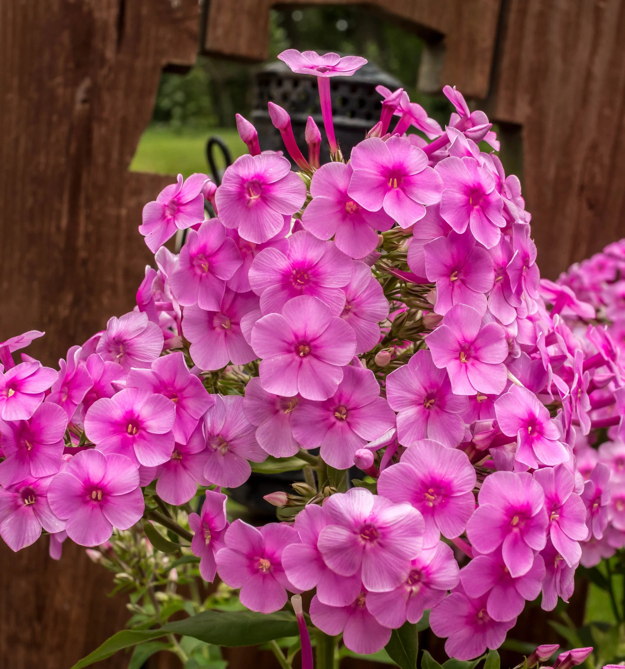 A cluster of pink flowers blooming on green foliage in front of a wooden fence.