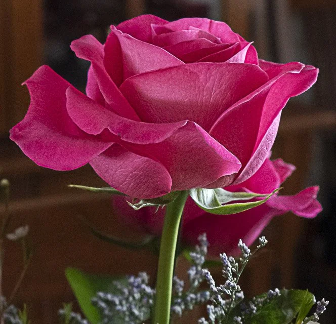 Close-up of a pink rose flower in full bloom with a green stem and leaves, and small purple and white flowers at the base.