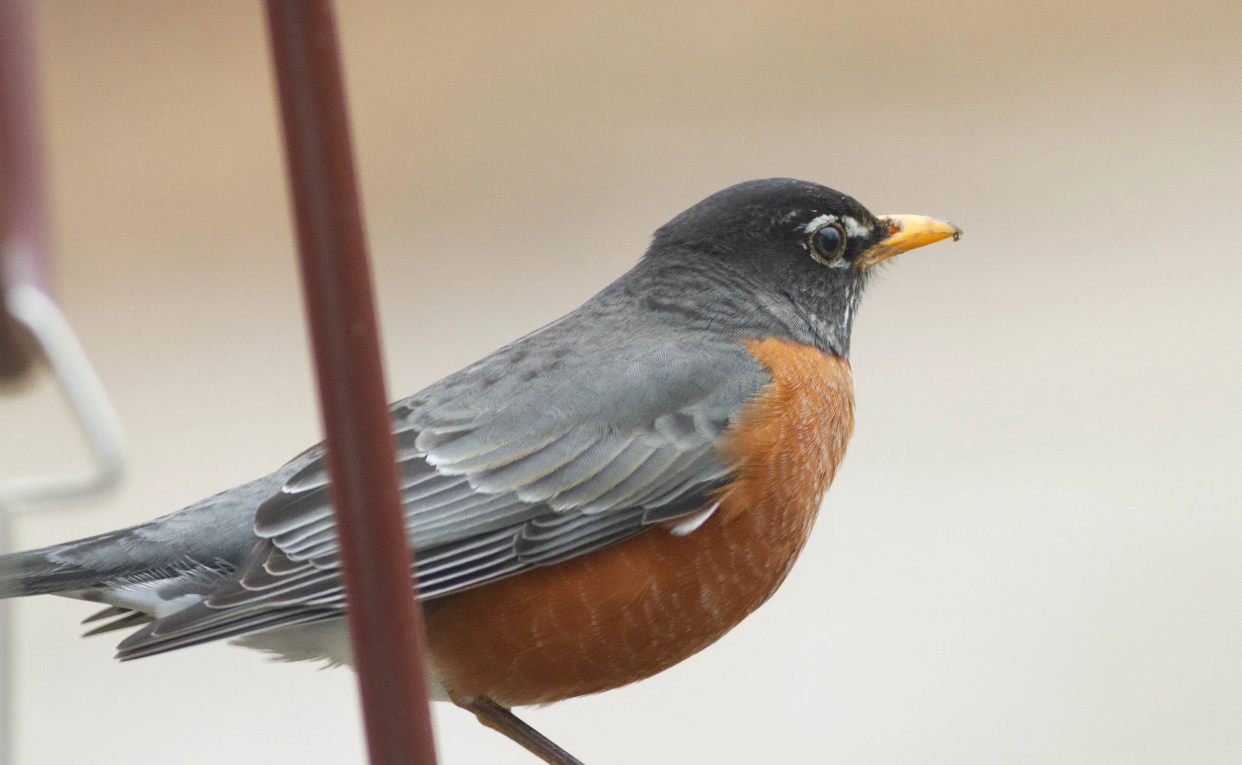 Close-up of a bird with gray, black, and orange plumage, perched near a red structure.