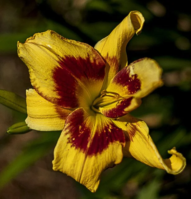A close-up of a yellow and red striped daylily flower with green foliage in the background.