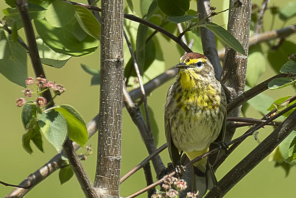 A yellow and brown bird perched on a branch among green leaves and small pink flowers.