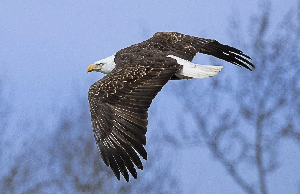 Bald eagle flying in the sky with blue background and blurred leafless trees.
