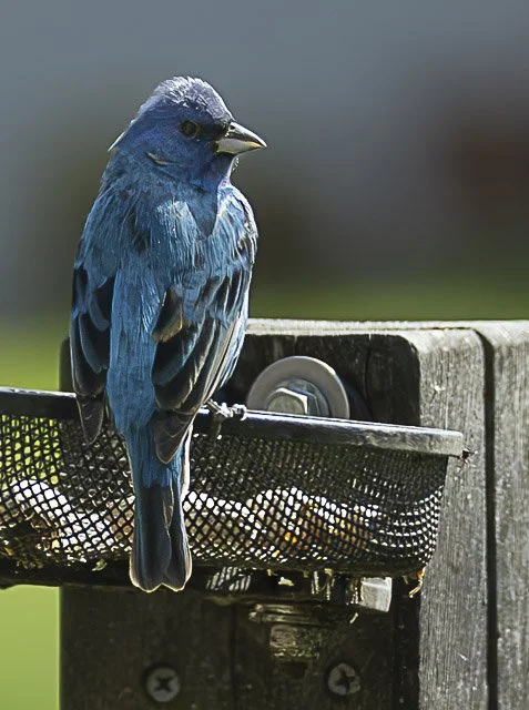 A blue songbird perched on a metal bird feeder attached to a wooden post.