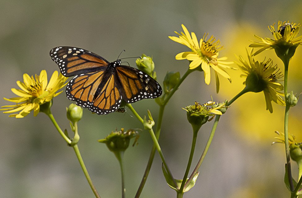 A Monarch butterfly perched on yellow wildflowers with green stems in a natural setting