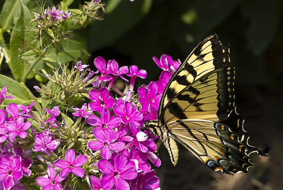 A butterfly with yellow and black wings perched on pink flowers.