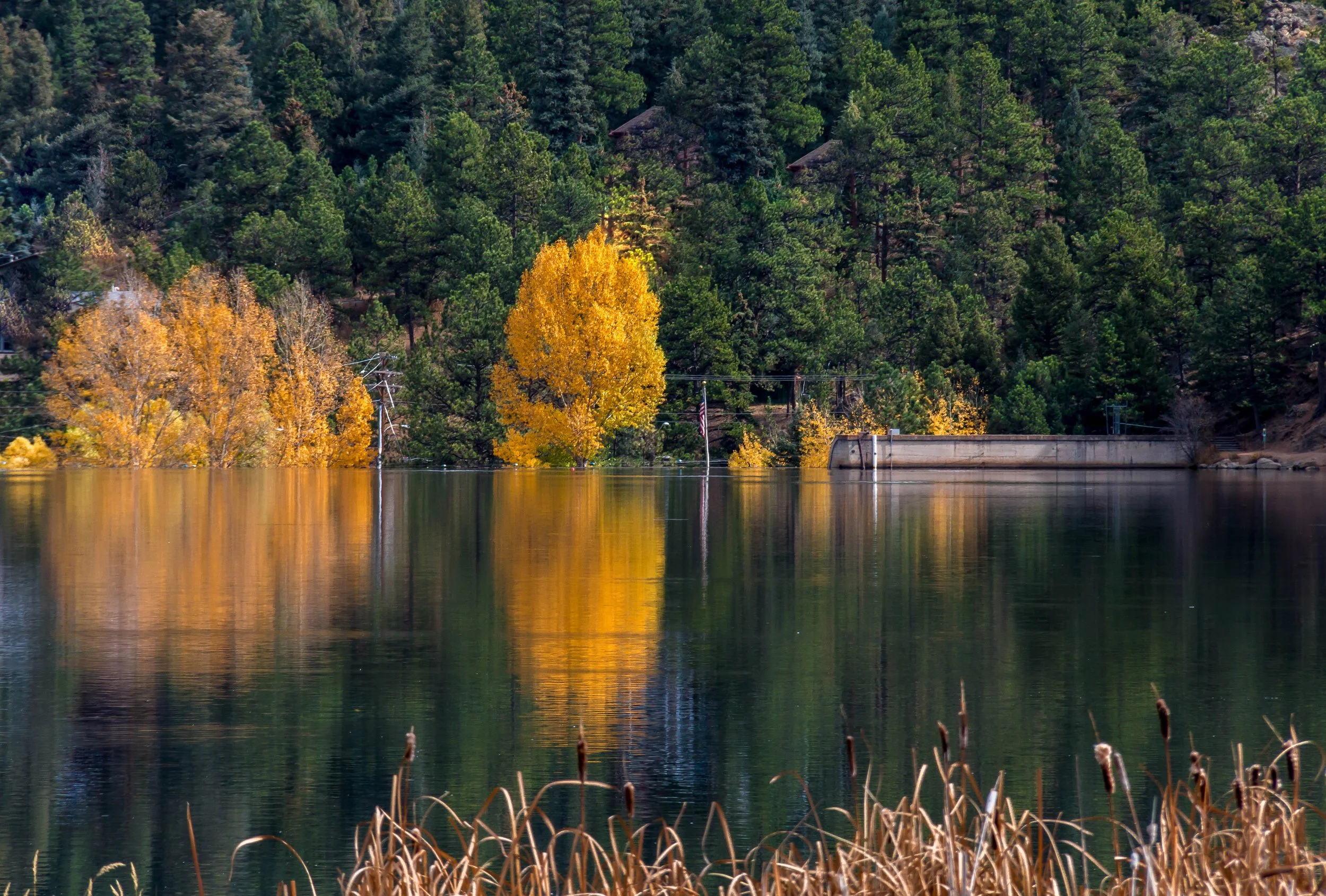 A serene lake reflecting the surrounding green pine trees and yellow fall foliage, with a small dam structure on the right side and some dry reeds in the foreground.