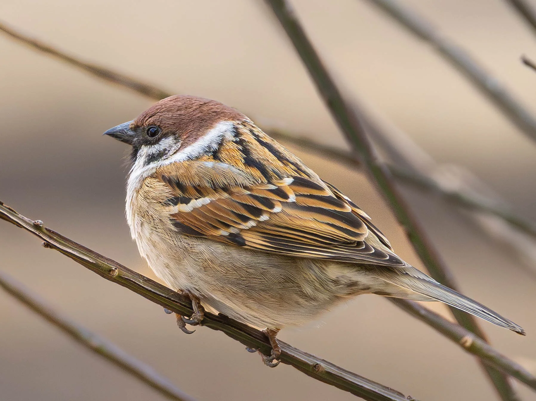 A close-up of a small brown and beige bird perched on a thin branch with a blurred background.