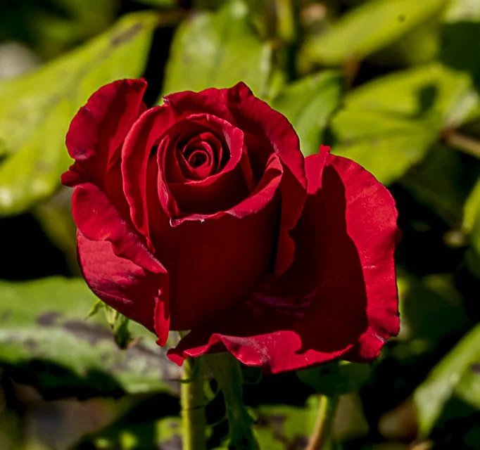 Close-up of a red rose in full bloom with green leaves in the background.