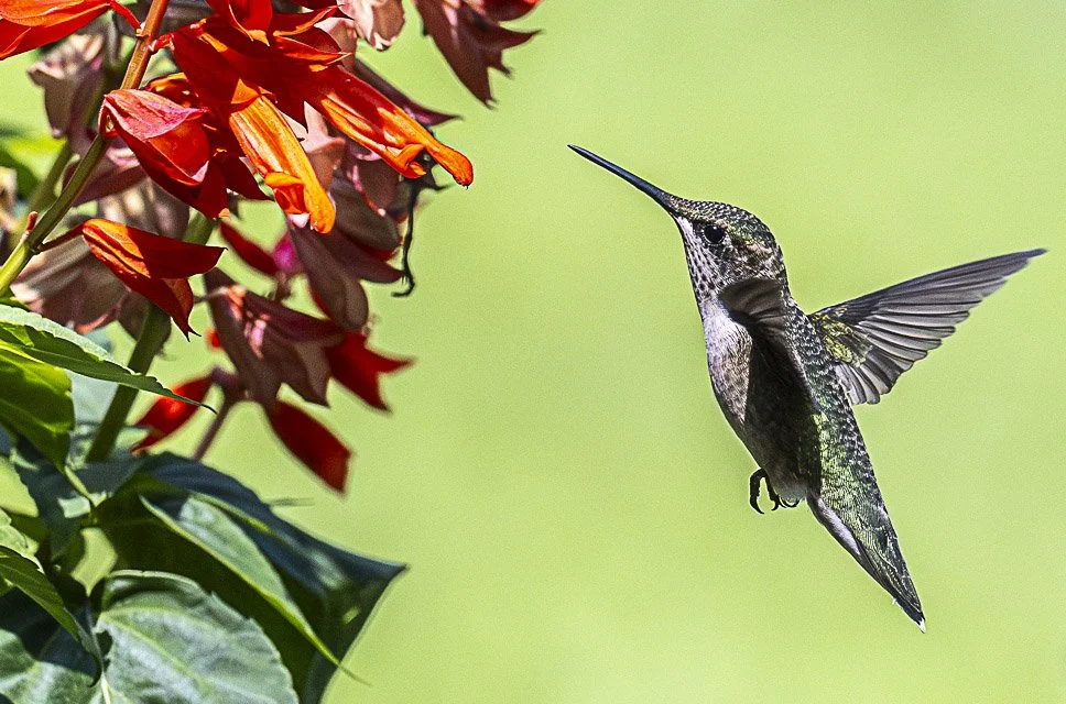 A hummingbird with iridescent green and black feathers hovering near orange and red flowers against a blurred green background.